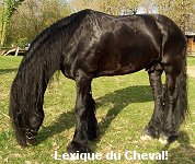 Cheval a robe noire luisante shop