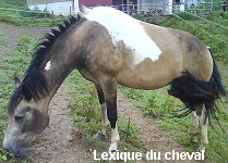 Lexique du cheval Lexique des couleurs de robe
